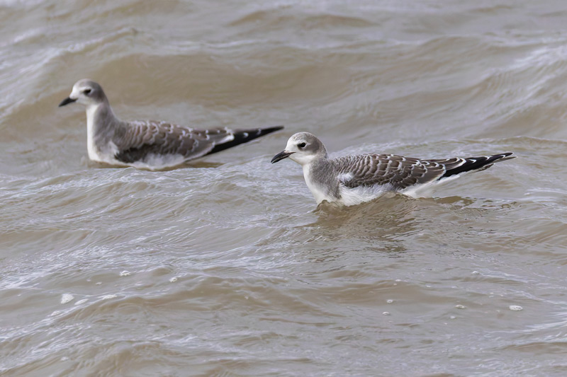 Sabine's Gull