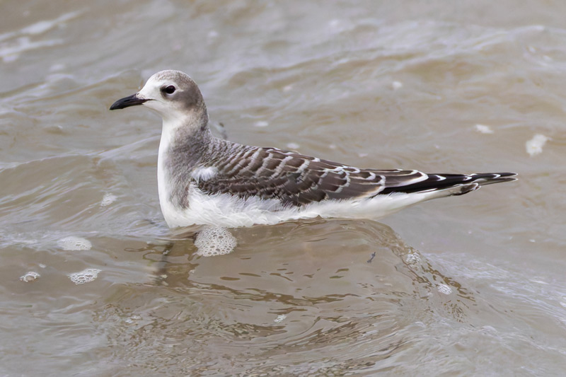 Sabine's Gull