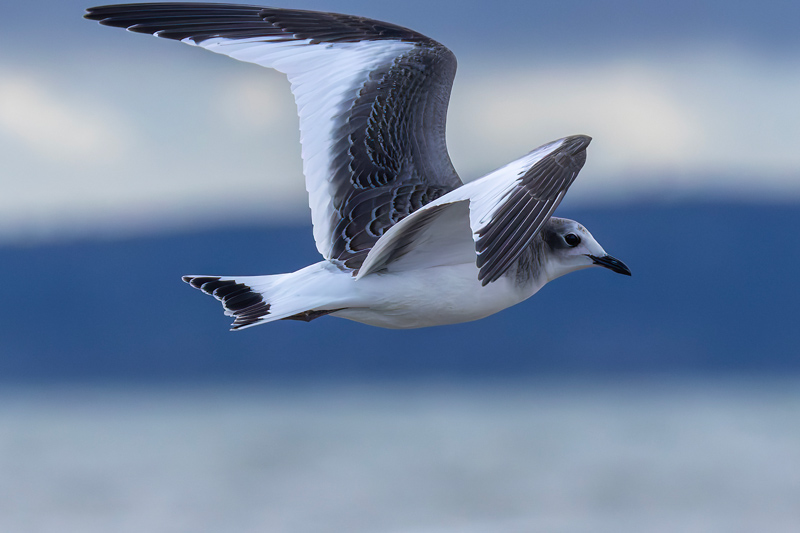 Sabine's Gull