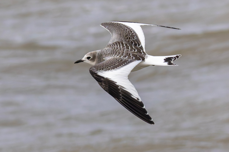 Sabine's Gull