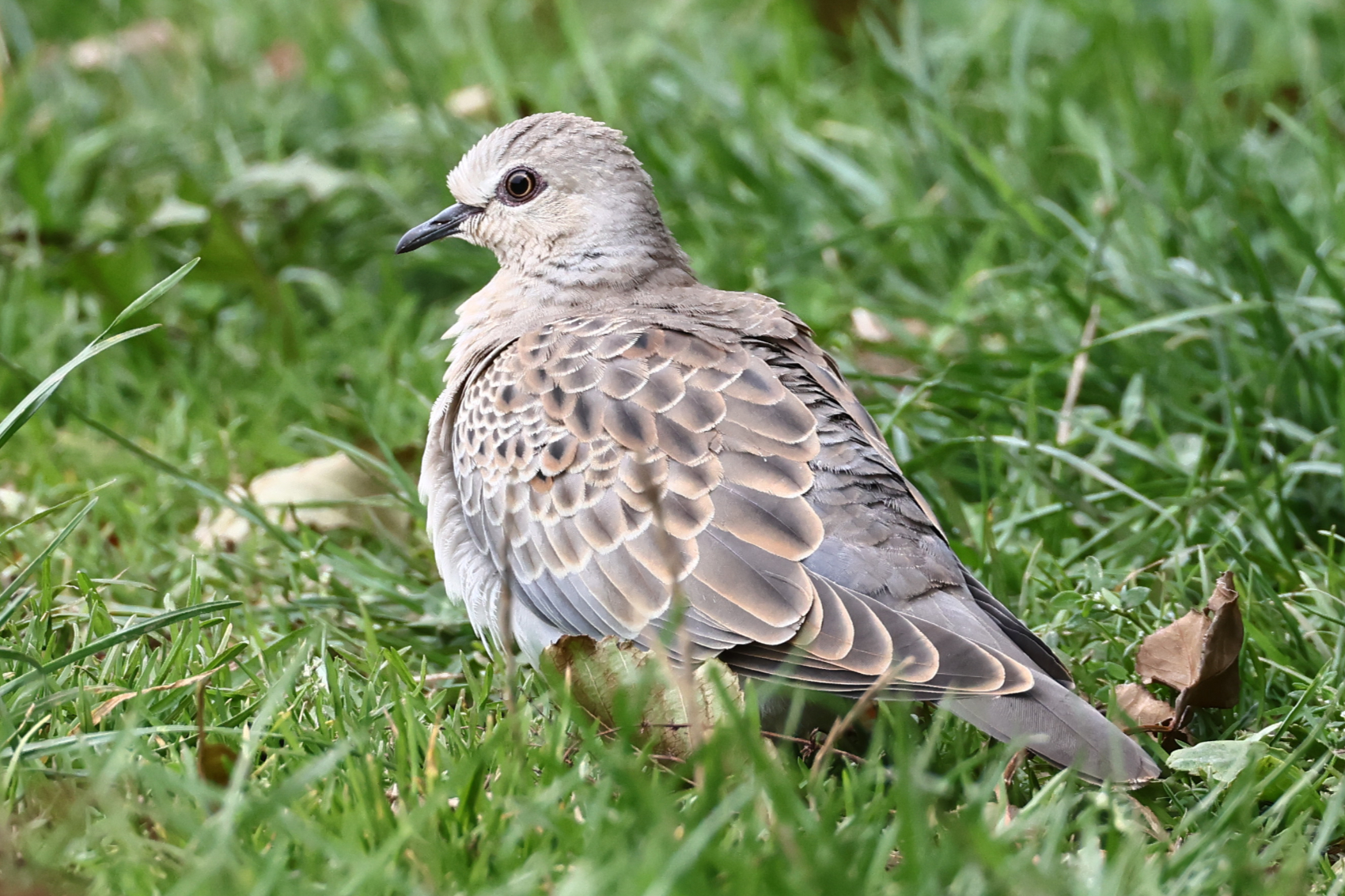 Turtle Dove