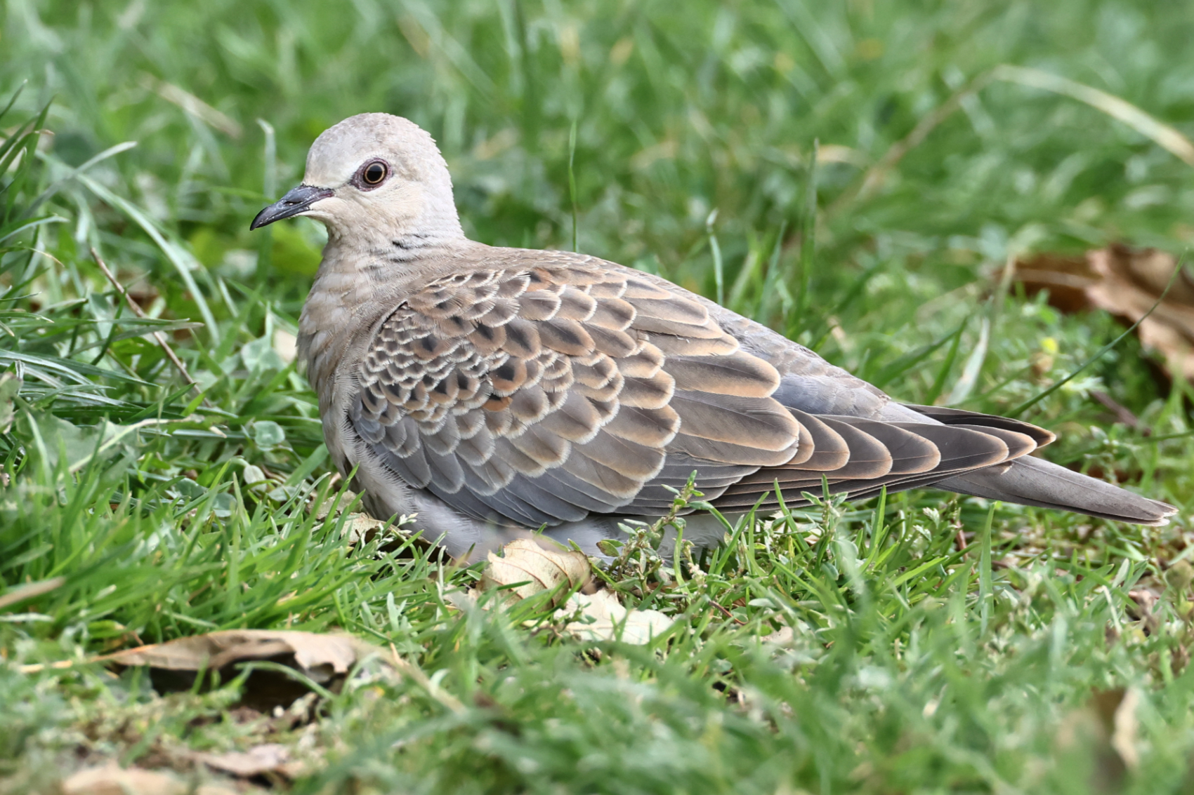 Turtle Dove