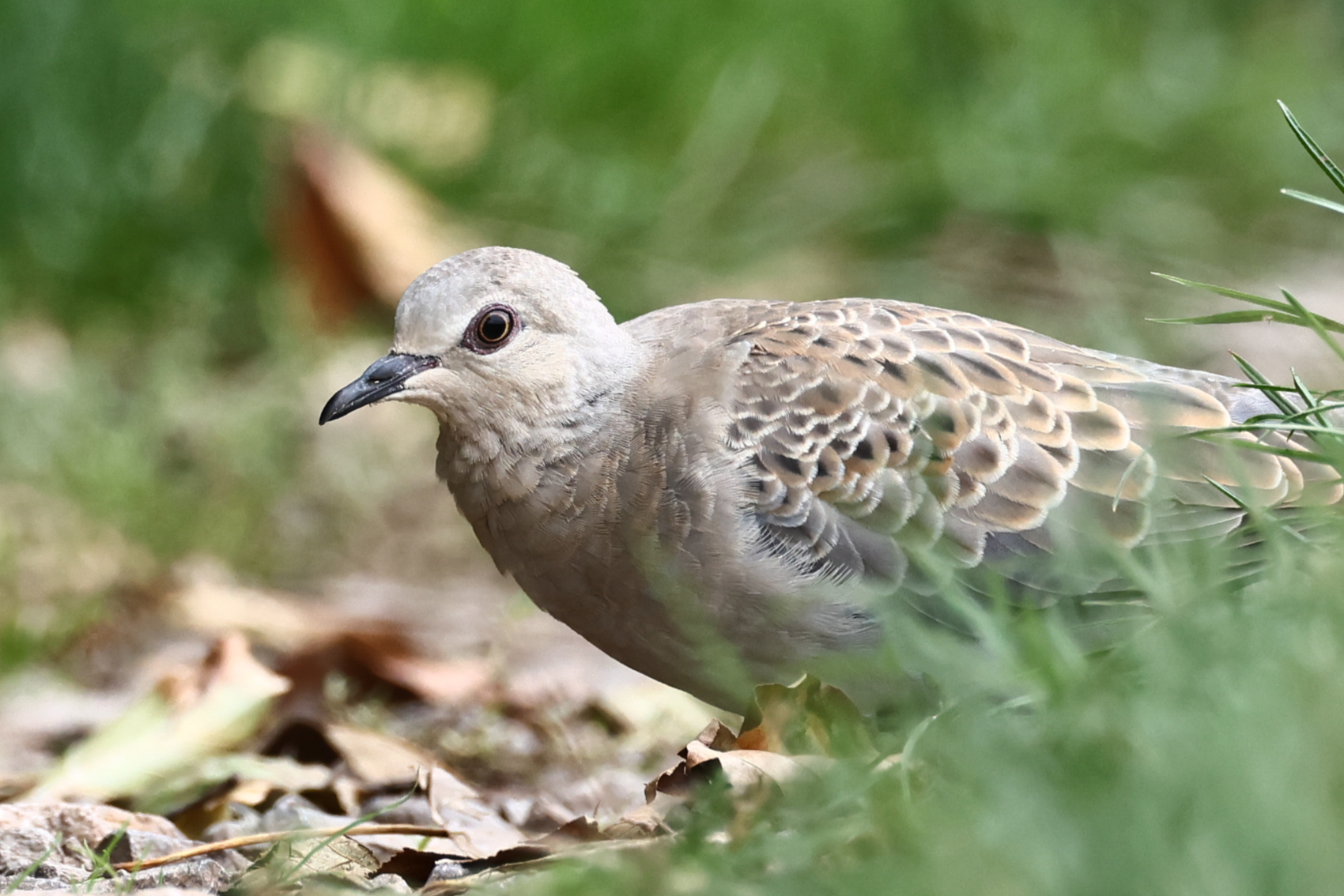 Turtle Dove