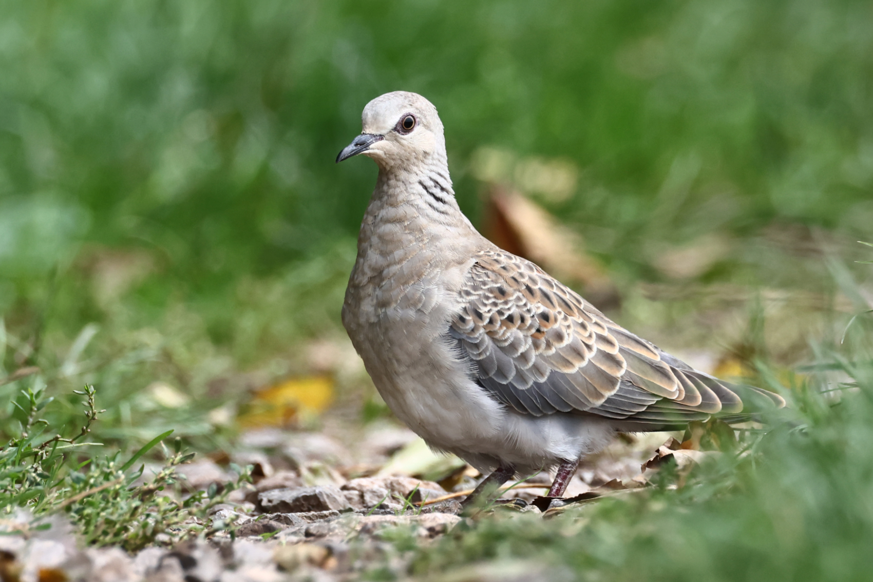 Turtle Dove