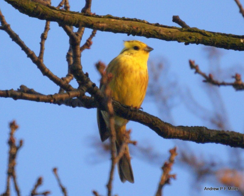 Yellowhammer
