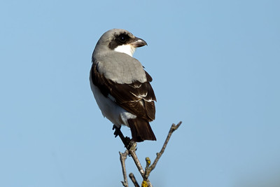 Lesser Grey Shrike