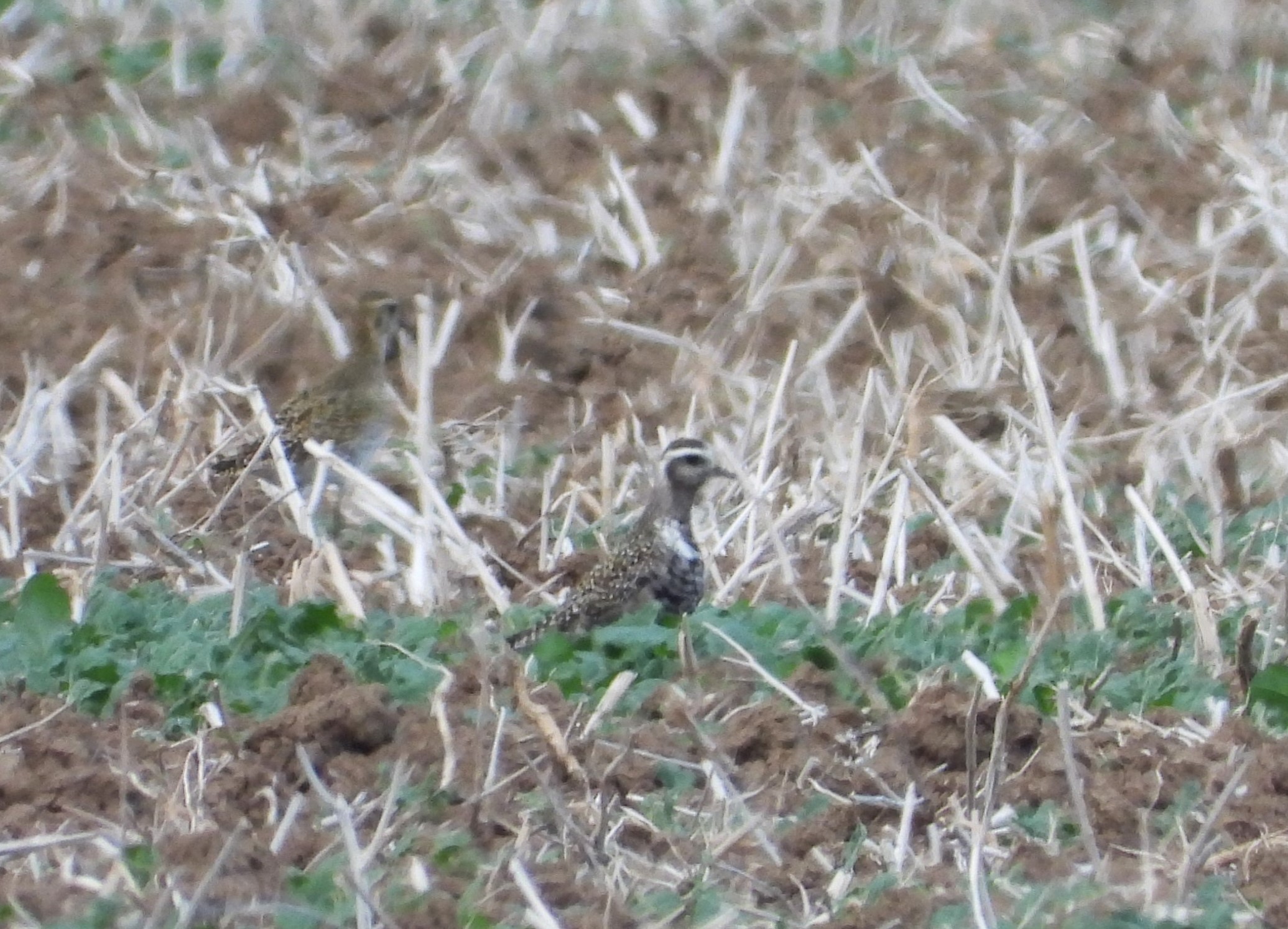 American Golden Plover