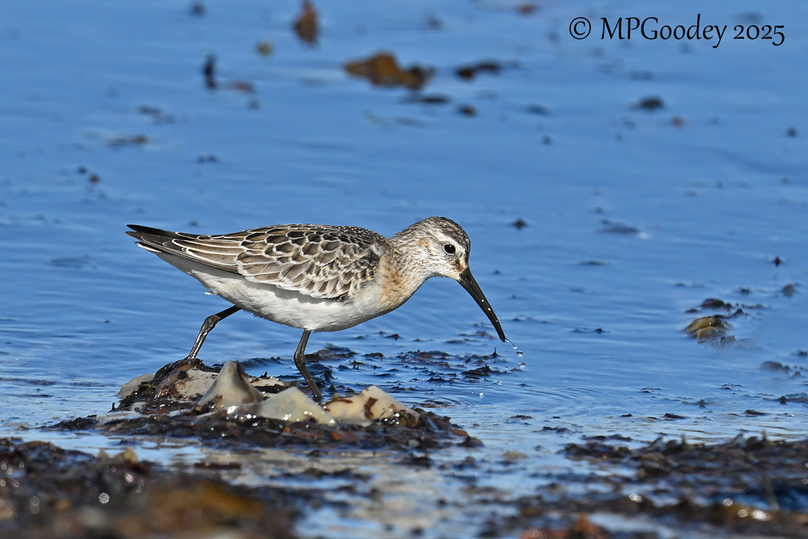 Curlew Sandpiper
