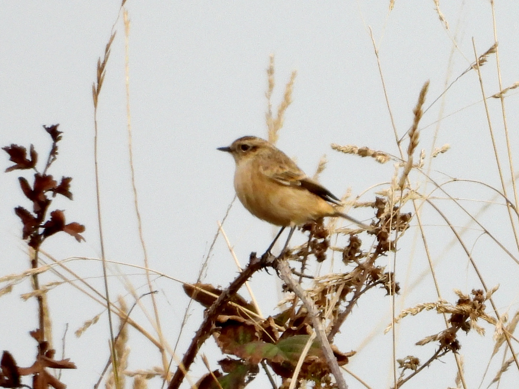 Siberian Stonechat