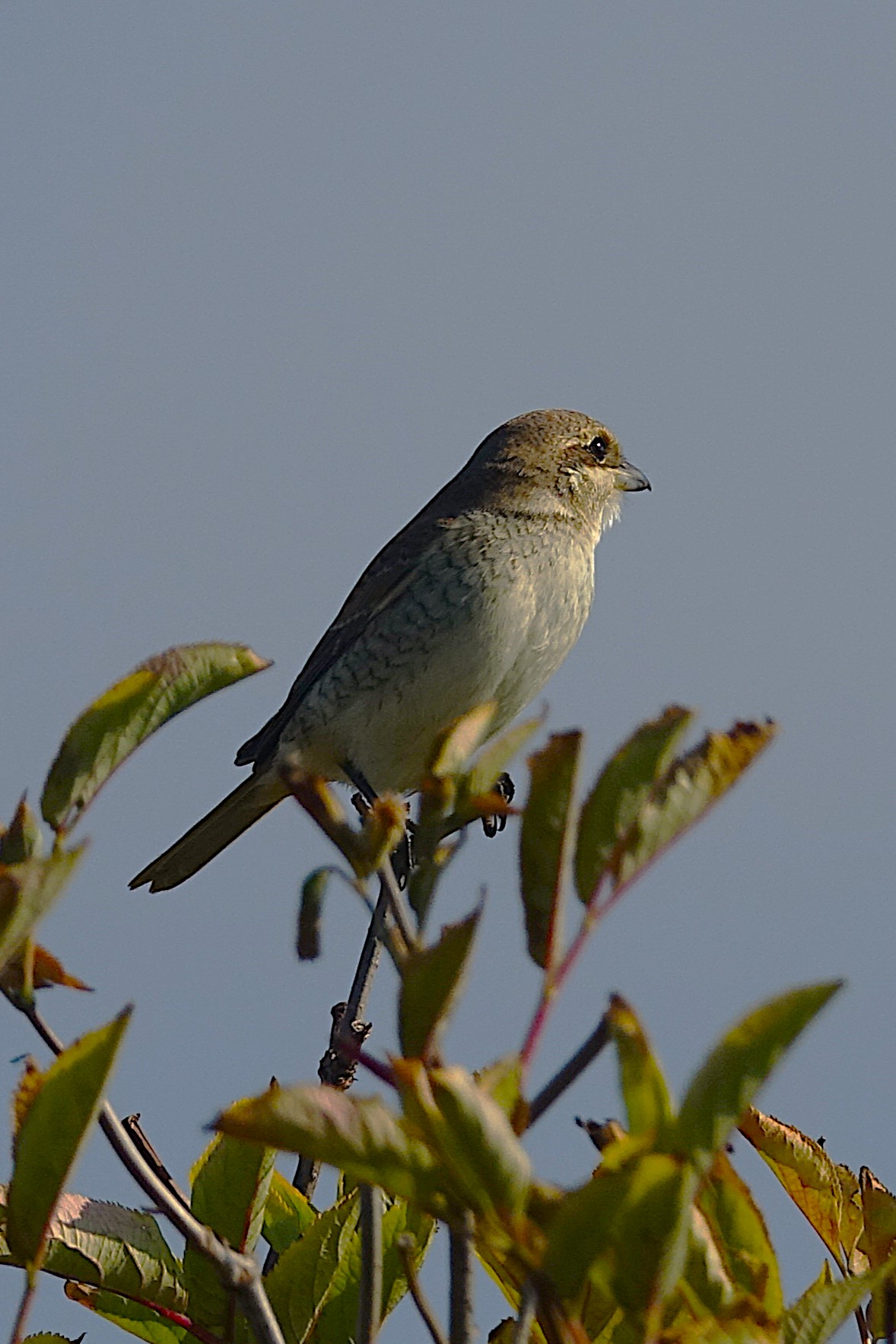 Red-backed Shrike