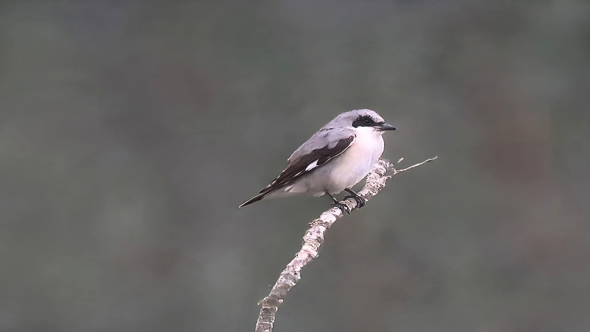 Lesser Grey Shrike