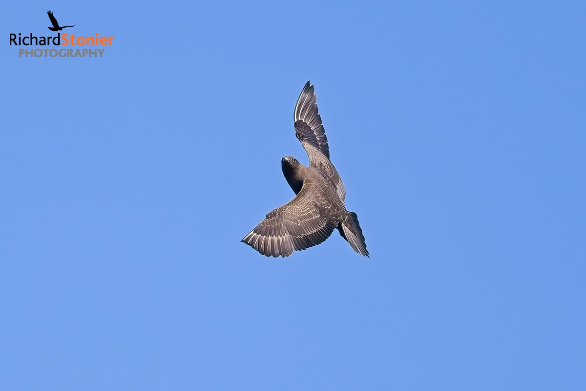 Arctic Skua