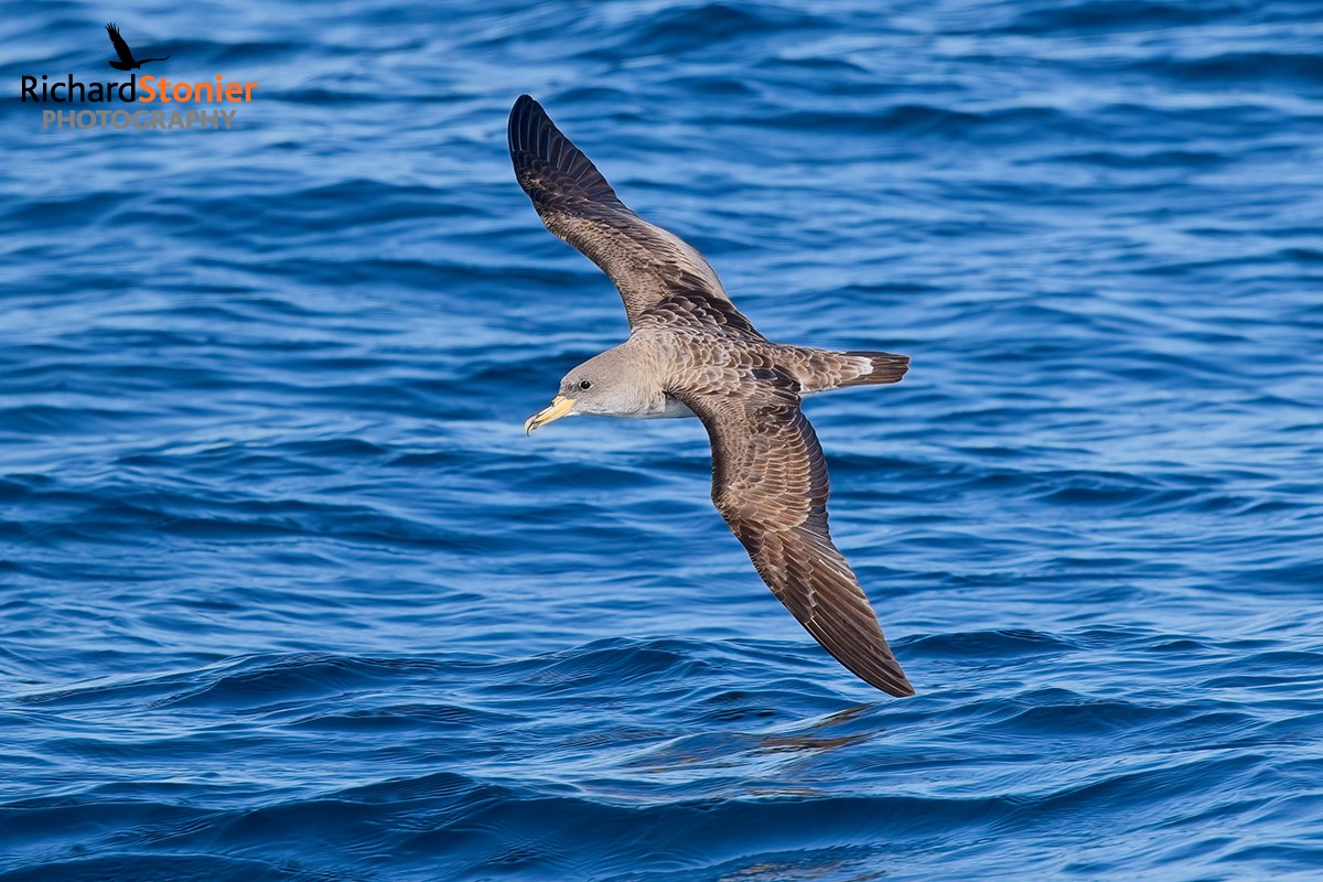 Cory's Shearwater