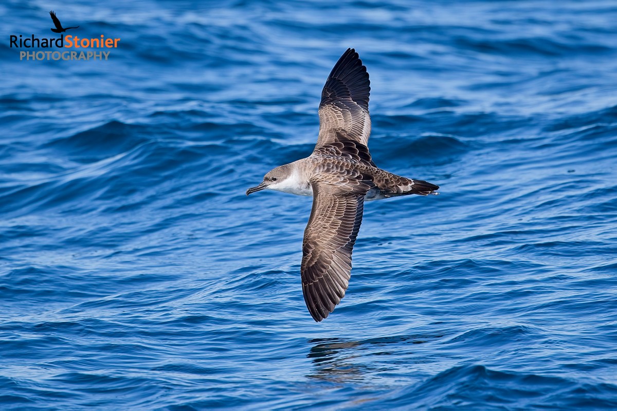Great Shearwater
