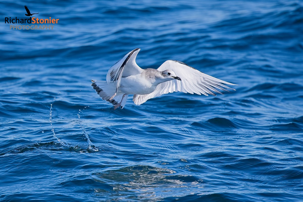Sabine's Gull