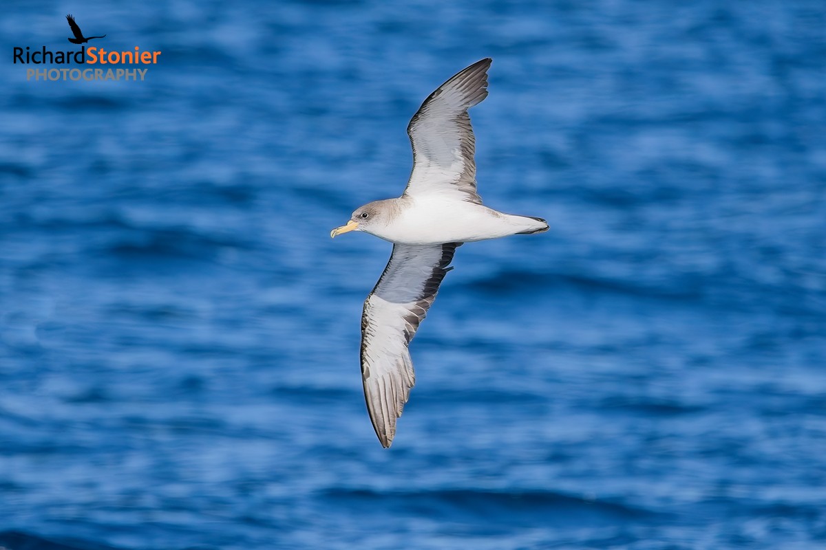 Scopoli's Shearwater