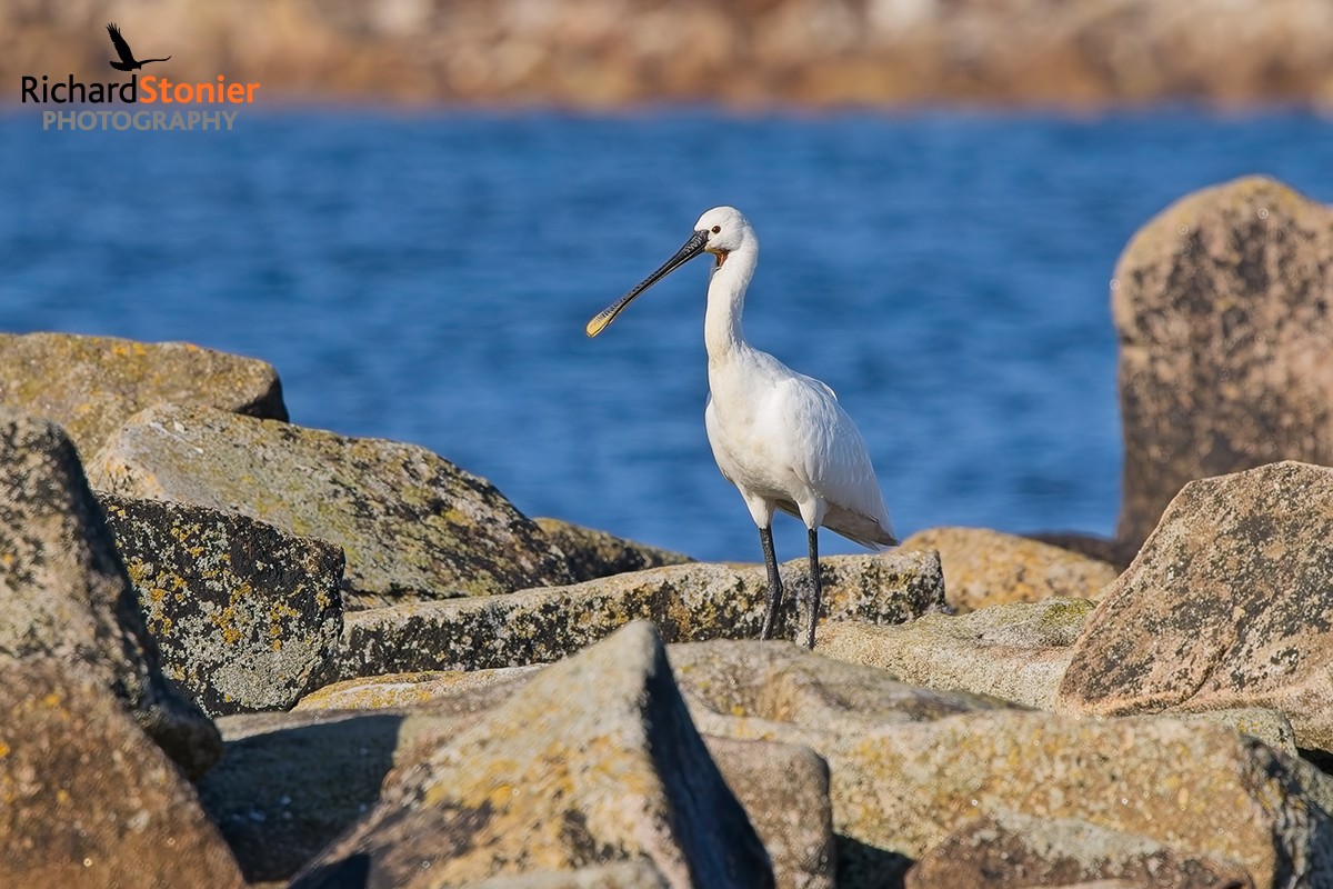 Spoonbill