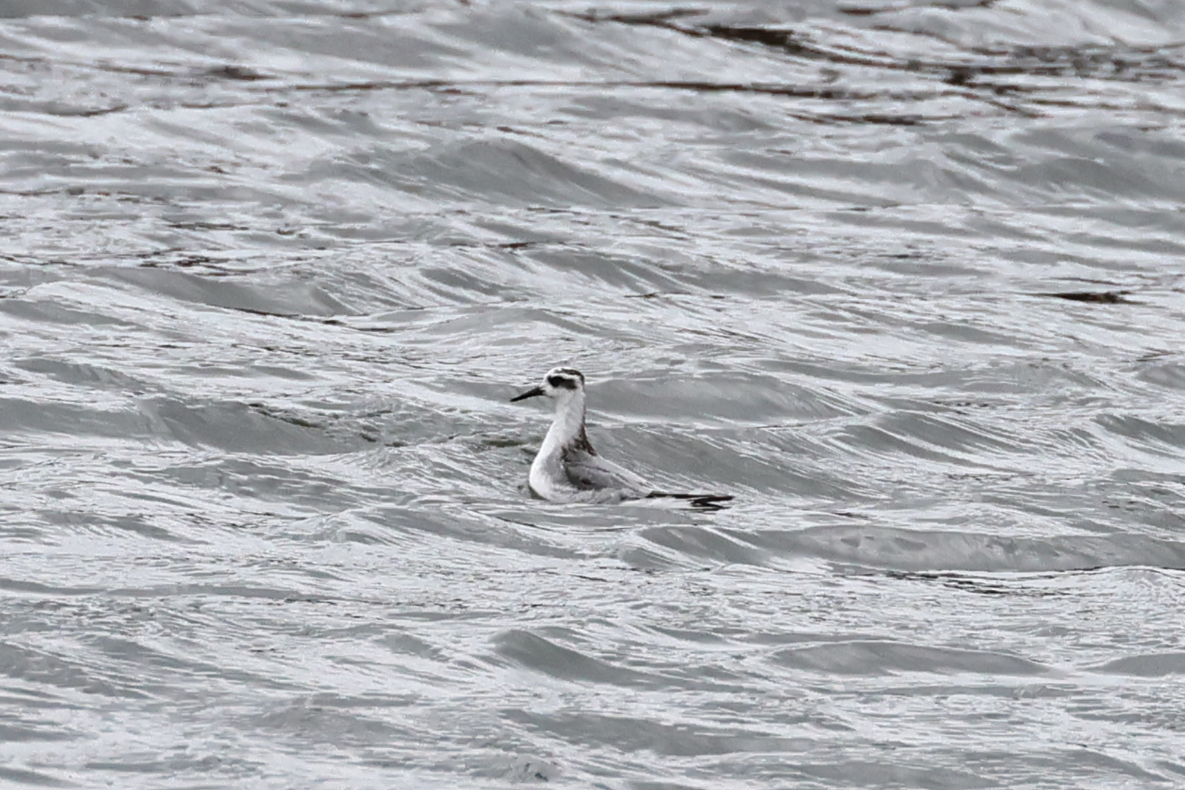 Grey Phalarope