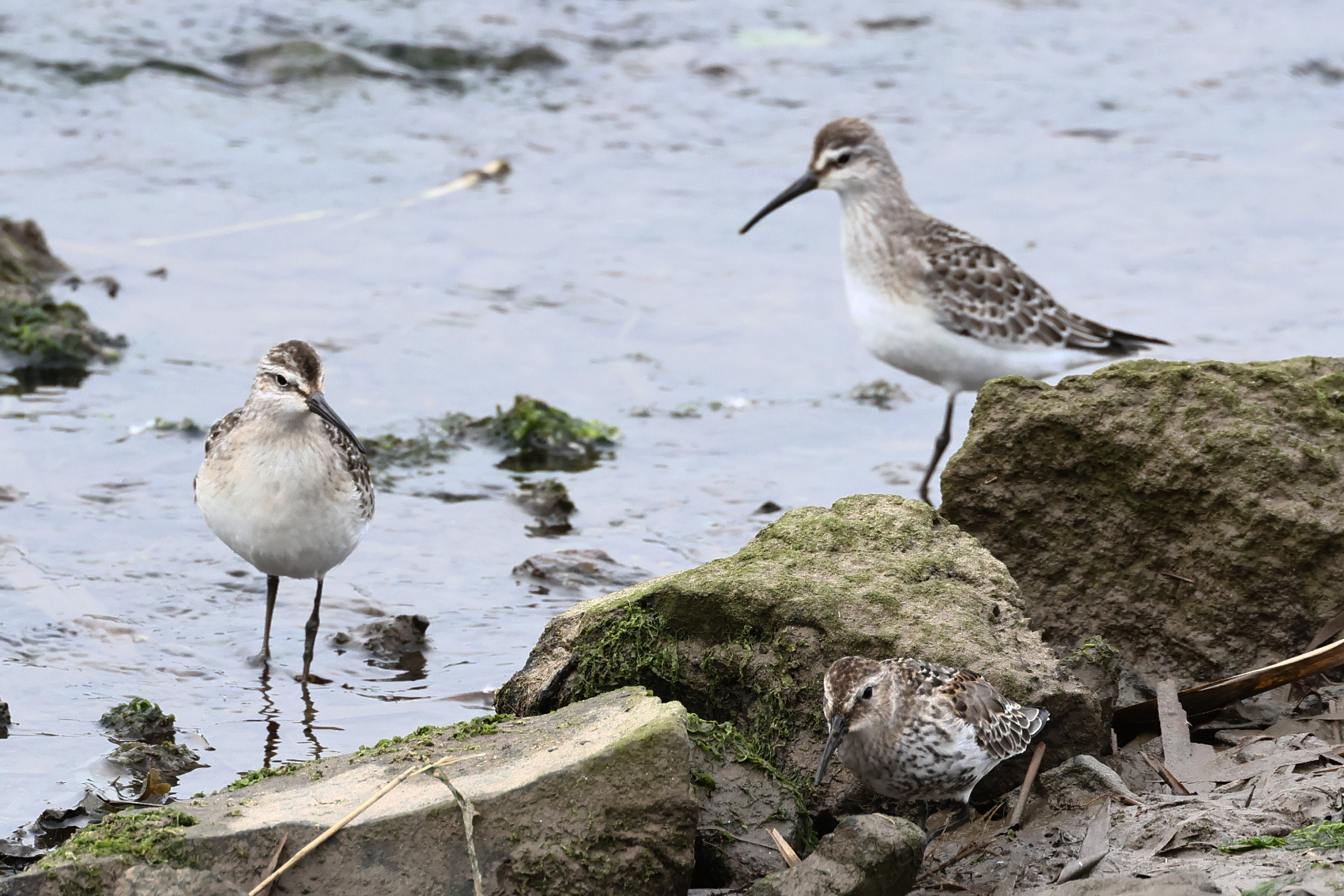 Curlew Sandpiper