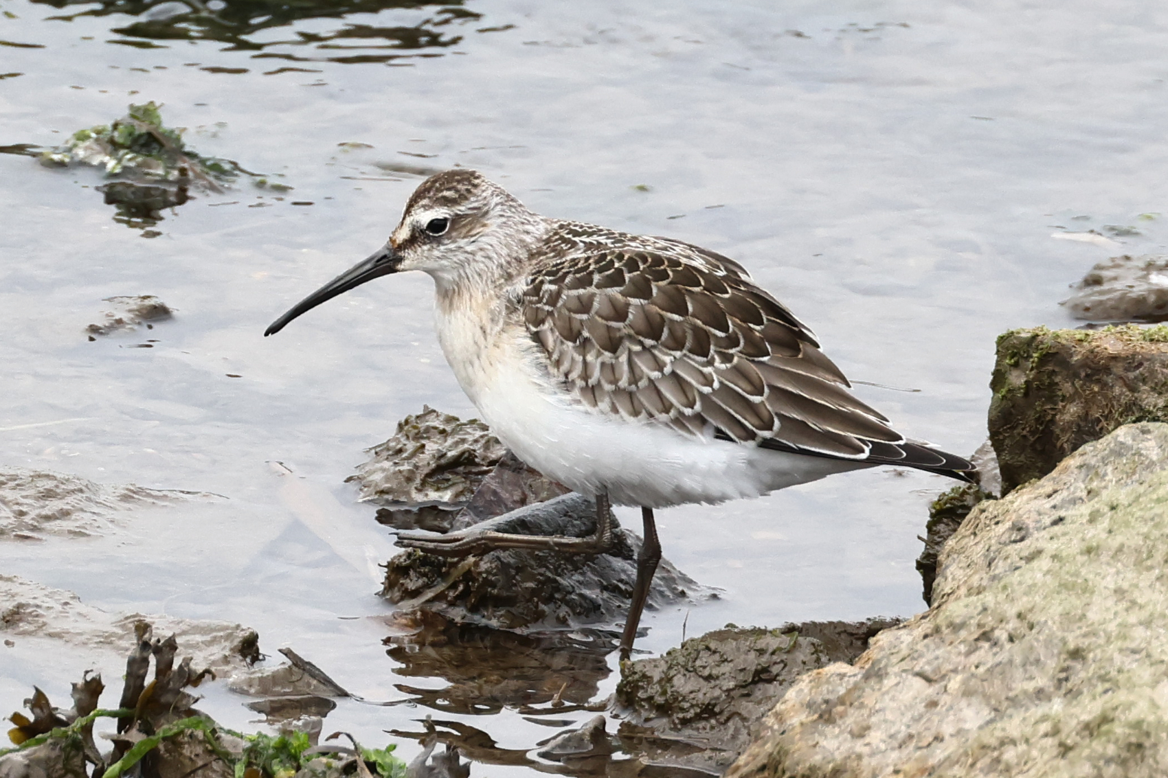 Curlew Sandpiper