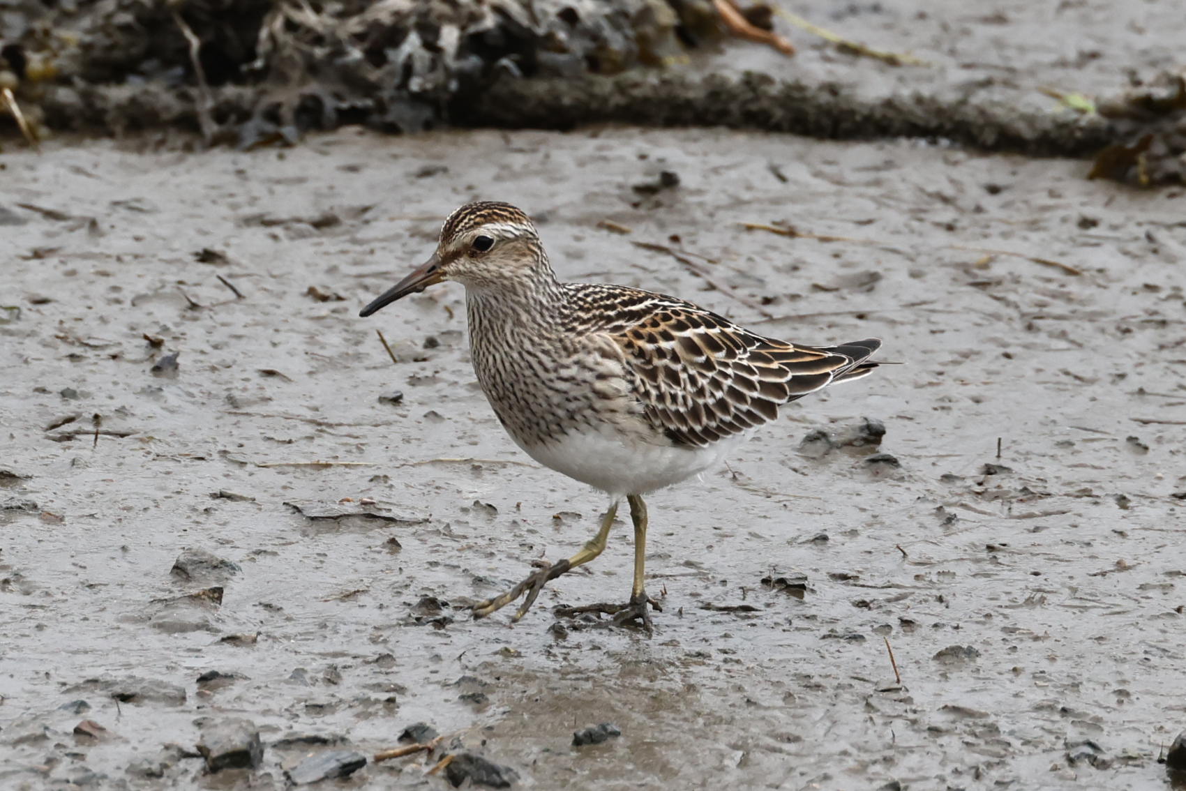 Pectoral Sandpiper
