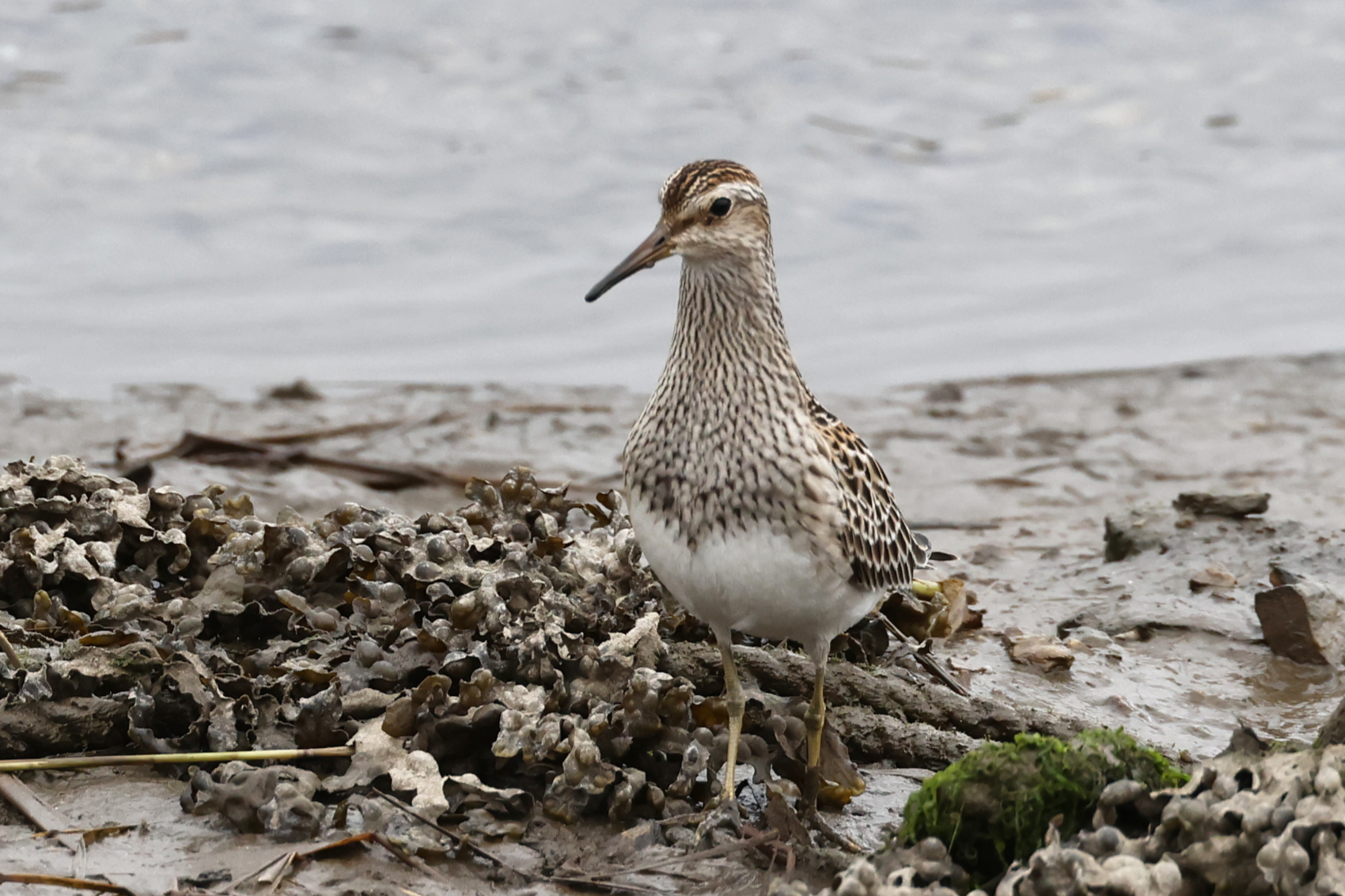 Pectoral Sandpiper