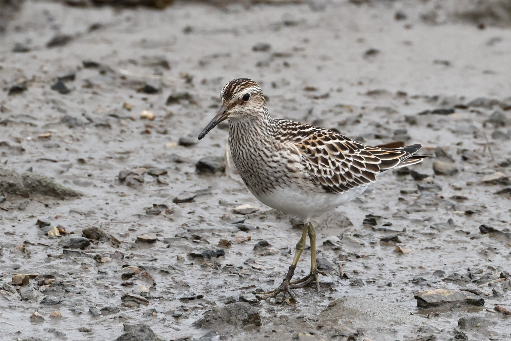 Pectoral Sandpiper