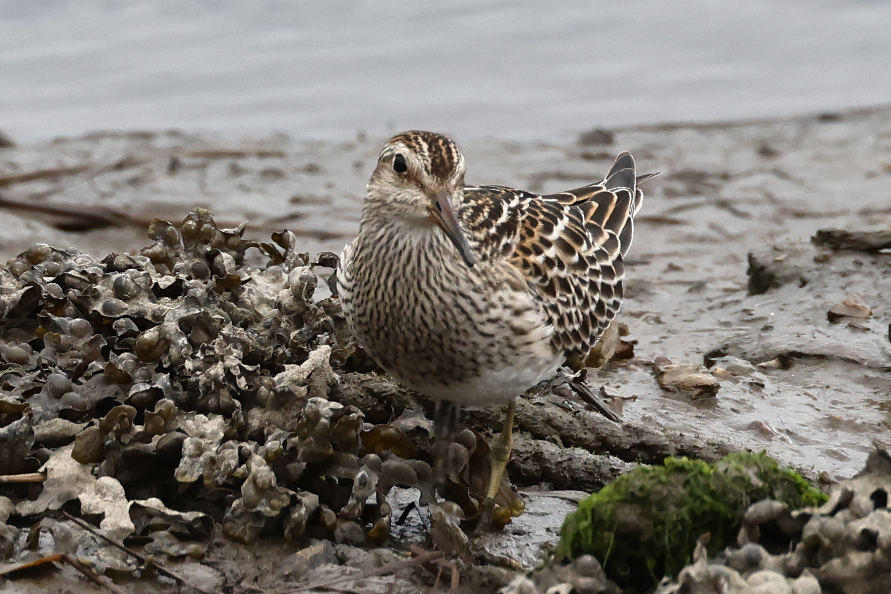 Pectoral Sandpiper