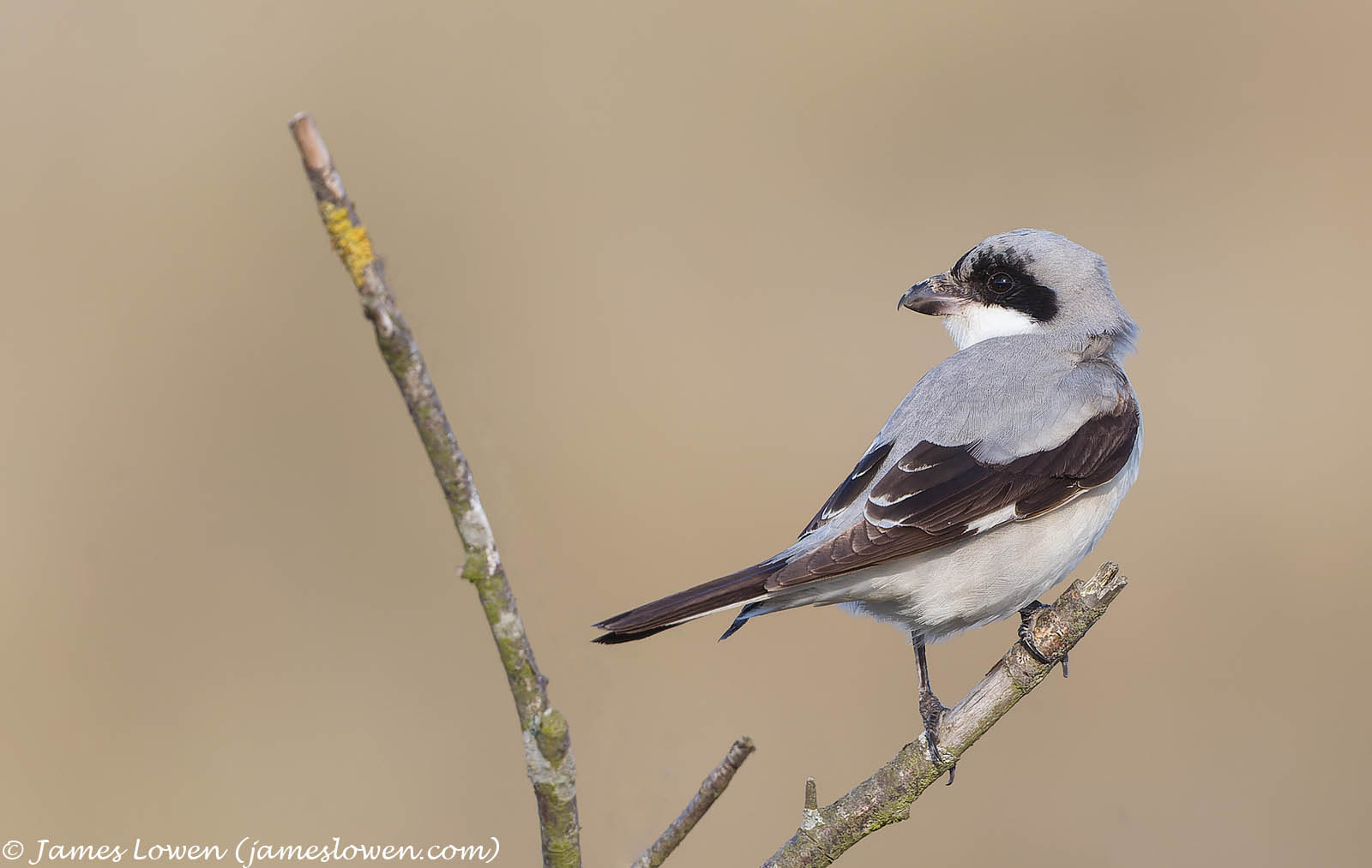 Lesser Grey Shrike