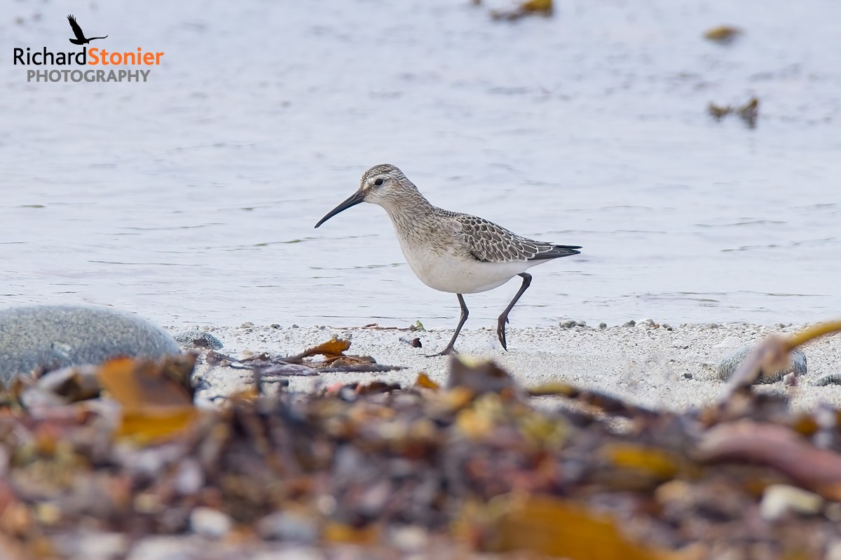 Curlew Sandpiper