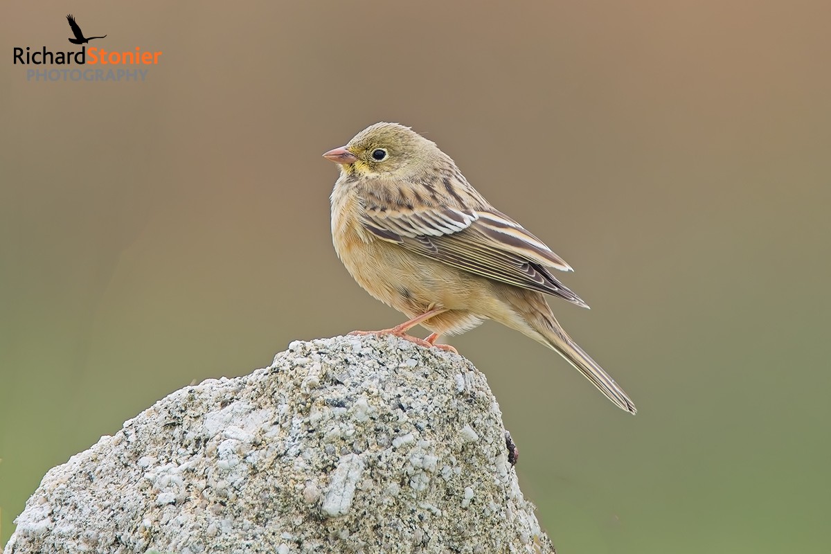 Ortolan Bunting