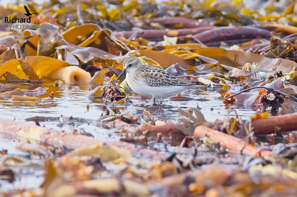 Semipalmated Sandpiper
