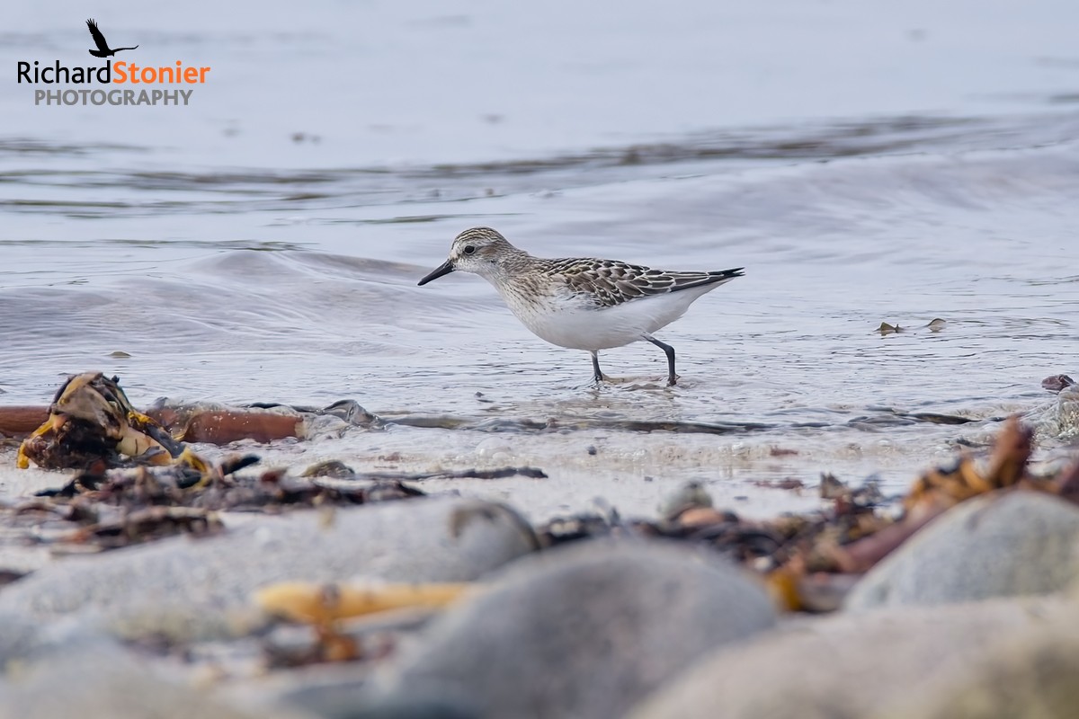 Semipalmated Sandpiper