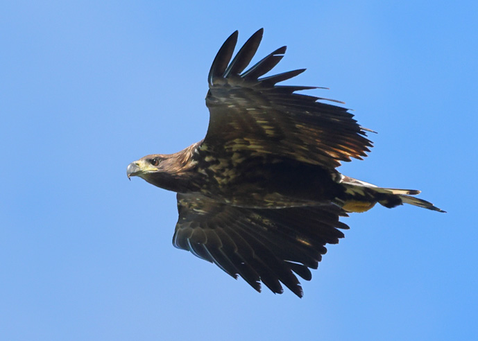 White-tailed Eagle