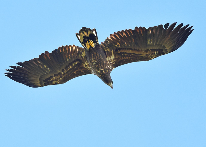 White-tailed Eagle