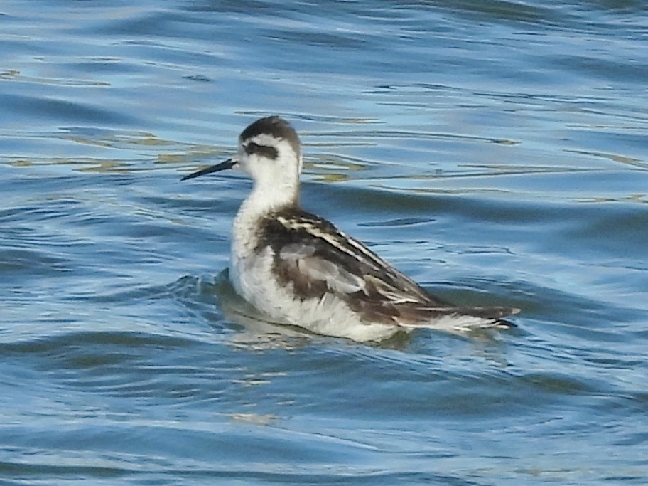 Red-necked Phalarope