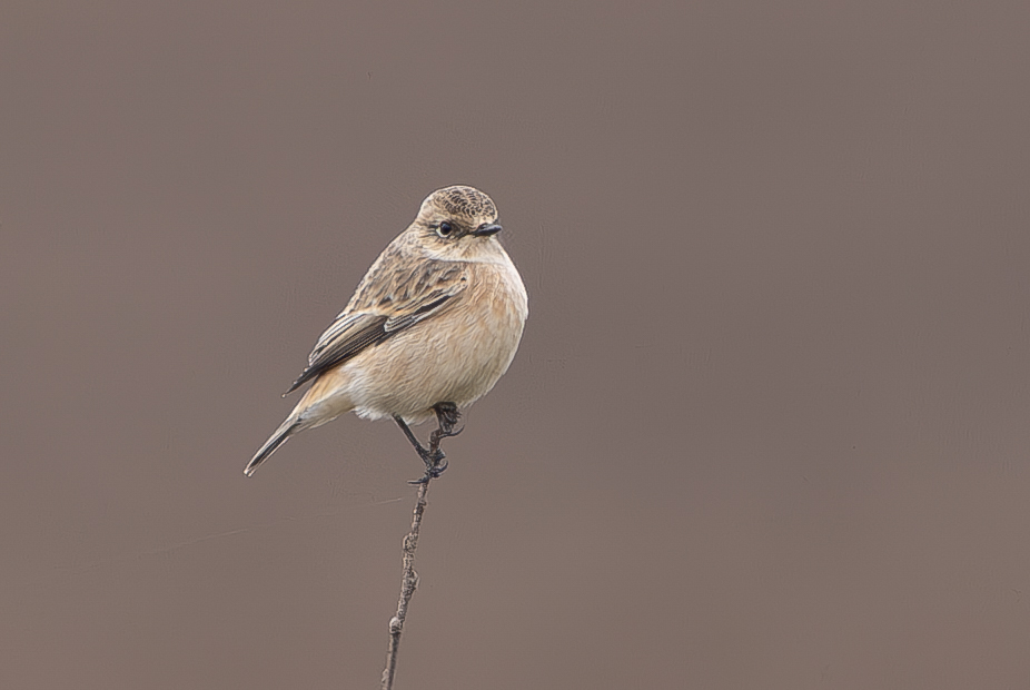 Siberian Stonechat