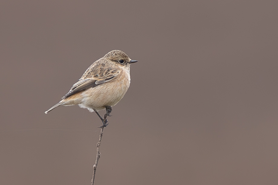Siberian Stonechat