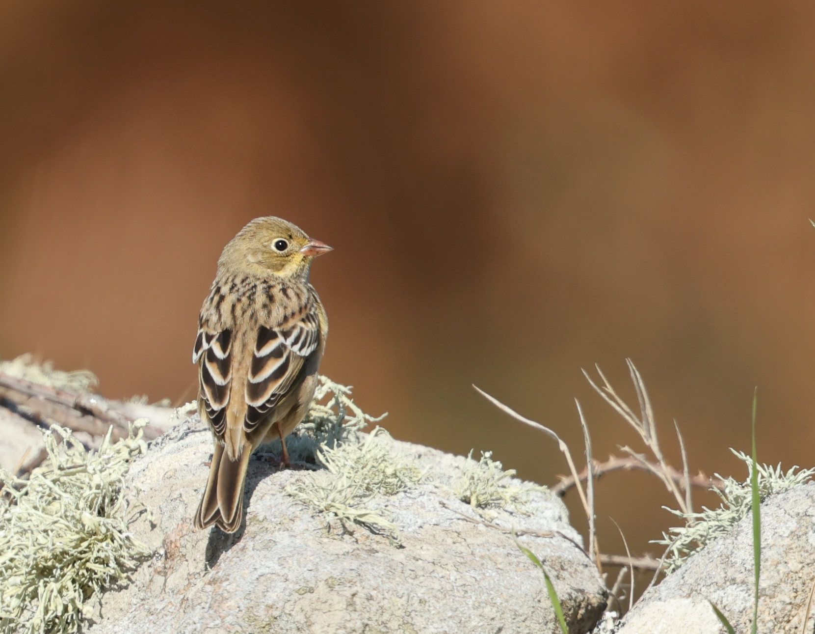 Ortolan Bunting