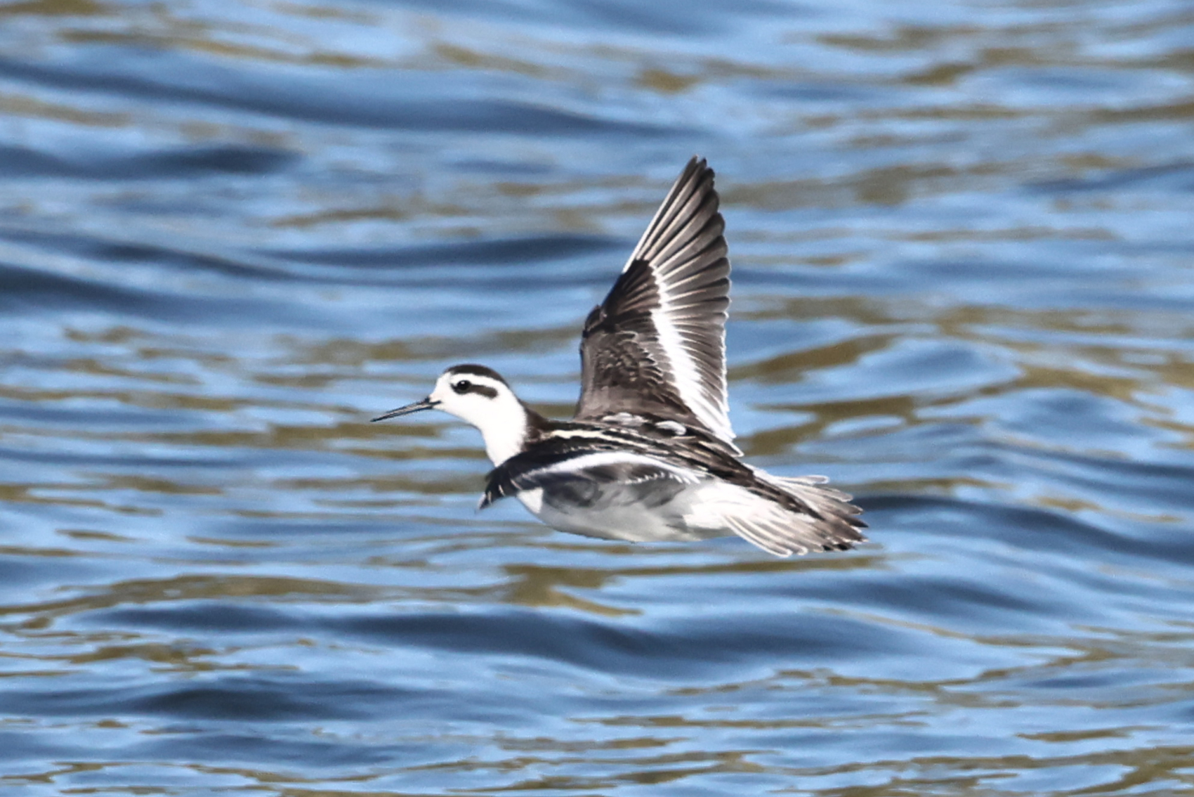 Red-necked Phalarope