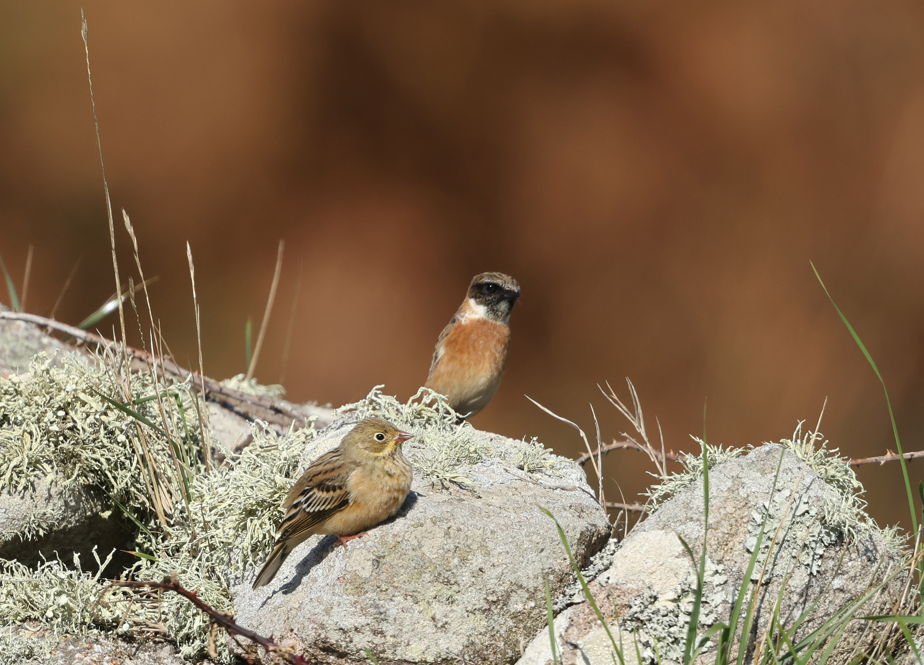 Ortolan Bunting