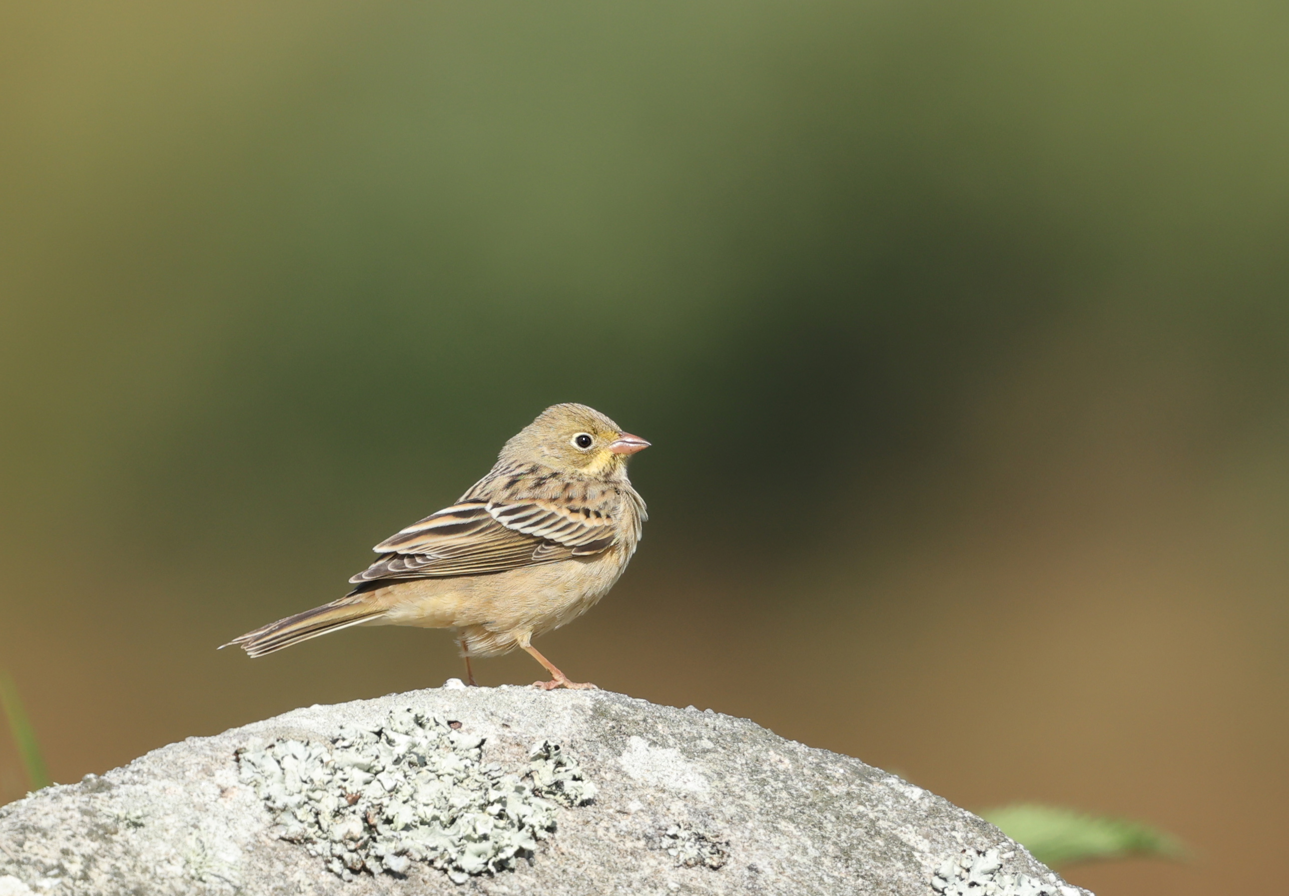 Ortolan Bunting