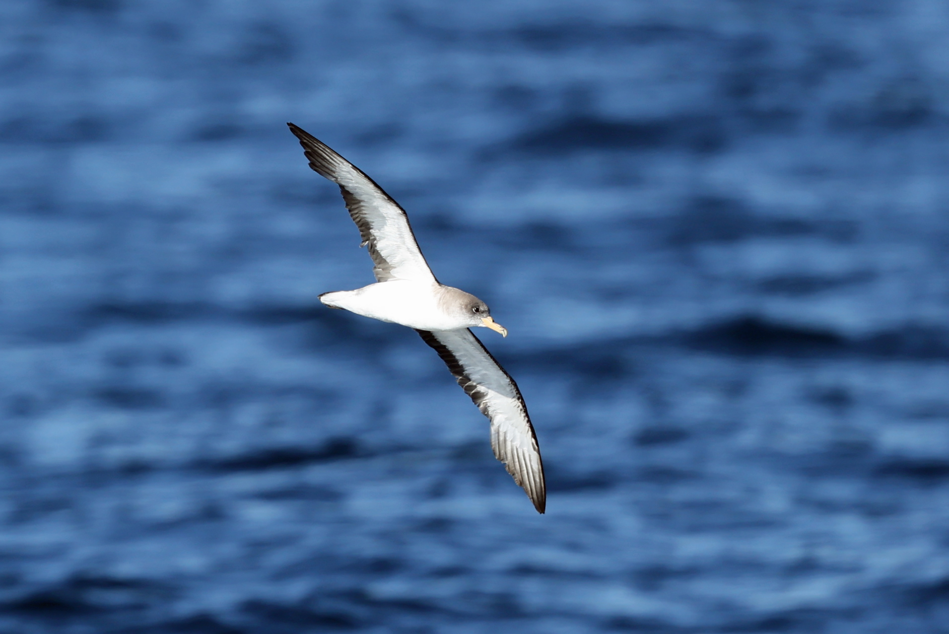 Scopoli's Shearwater