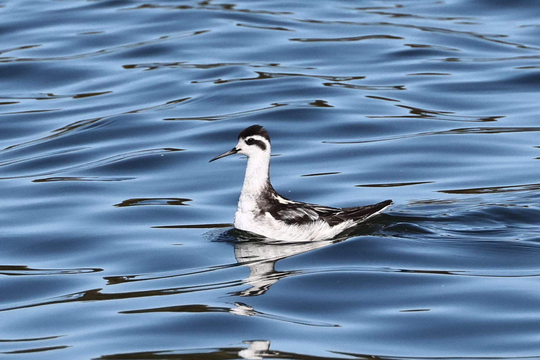 Red-necked Phalarope