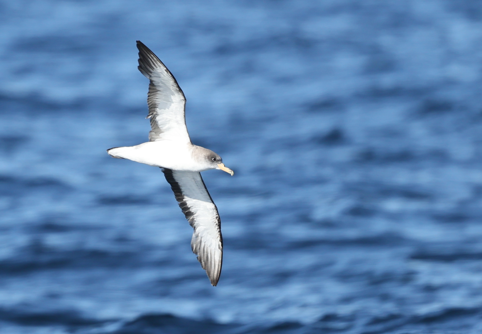 Scopoli's Shearwater