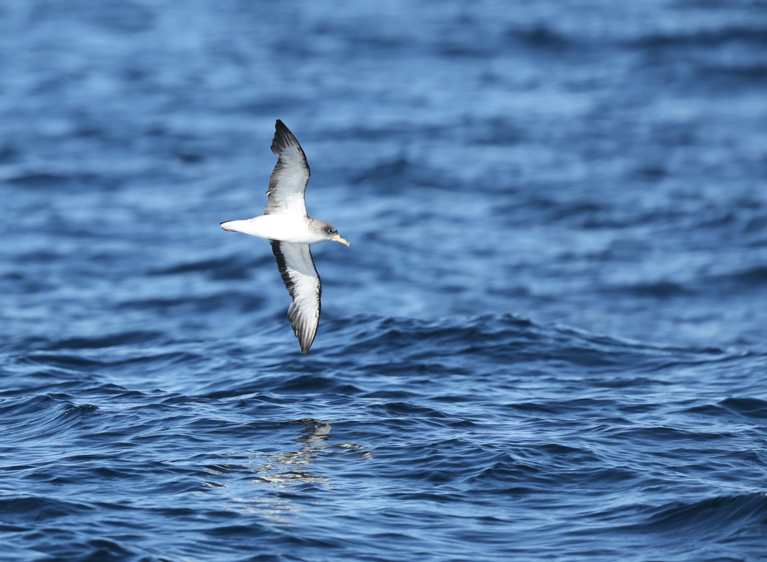 Scopoli's Shearwater