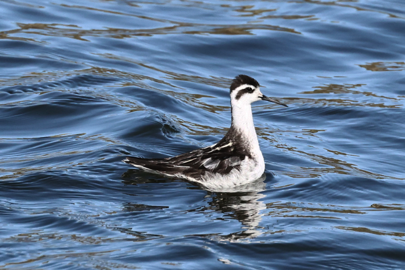 Red-necked Phalarope