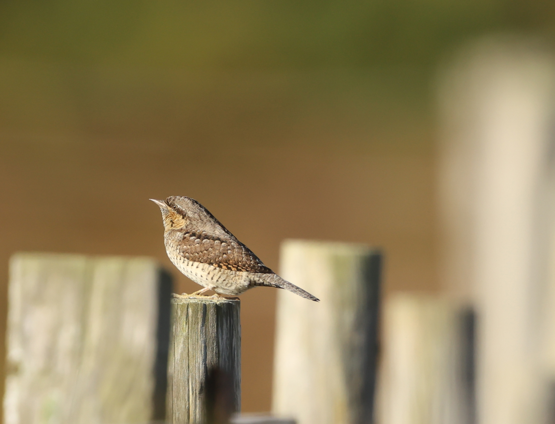Wryneck
