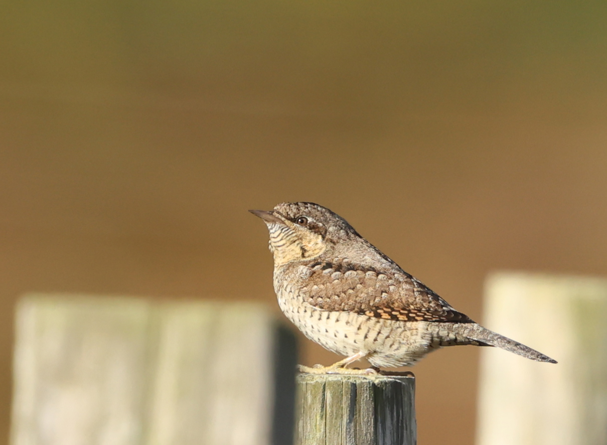 Wryneck