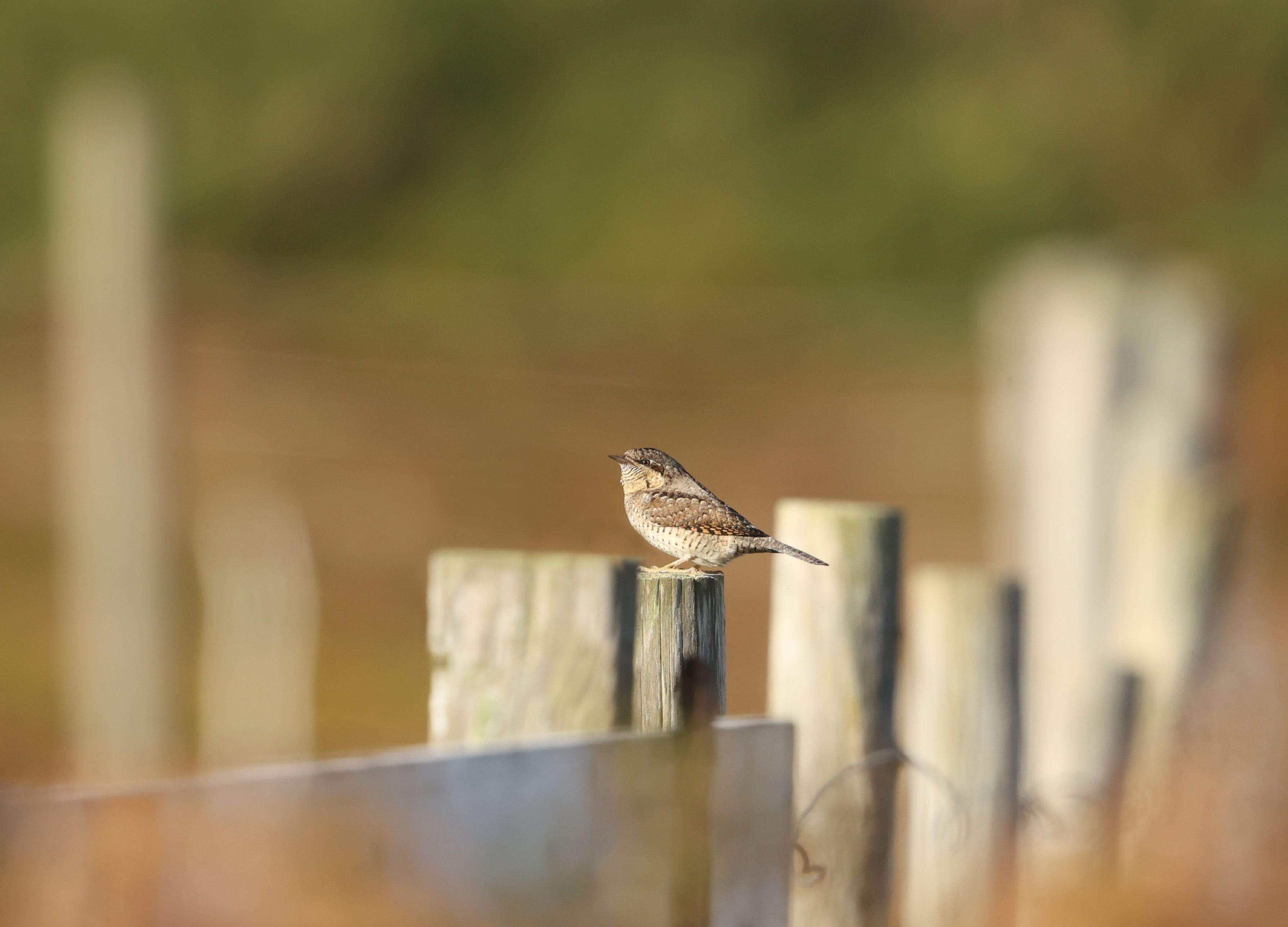 Wryneck